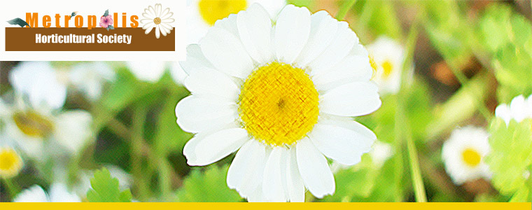 Metropolis Horticultural Society