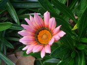 Focus on Flowers